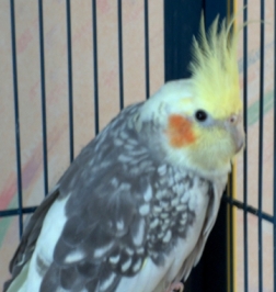 Lola3.jpg