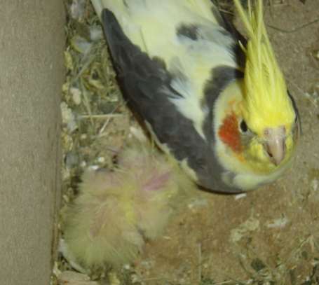 bb calo et papa panachÃ© 15 09.jpg