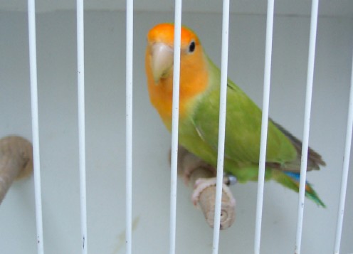 Cinnamon MO.jpg